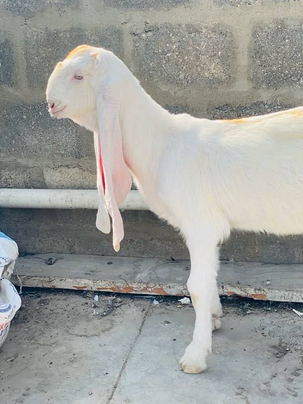 MASHALLAH GULABI PURE BACHA FOR SALE  PINK nose 2