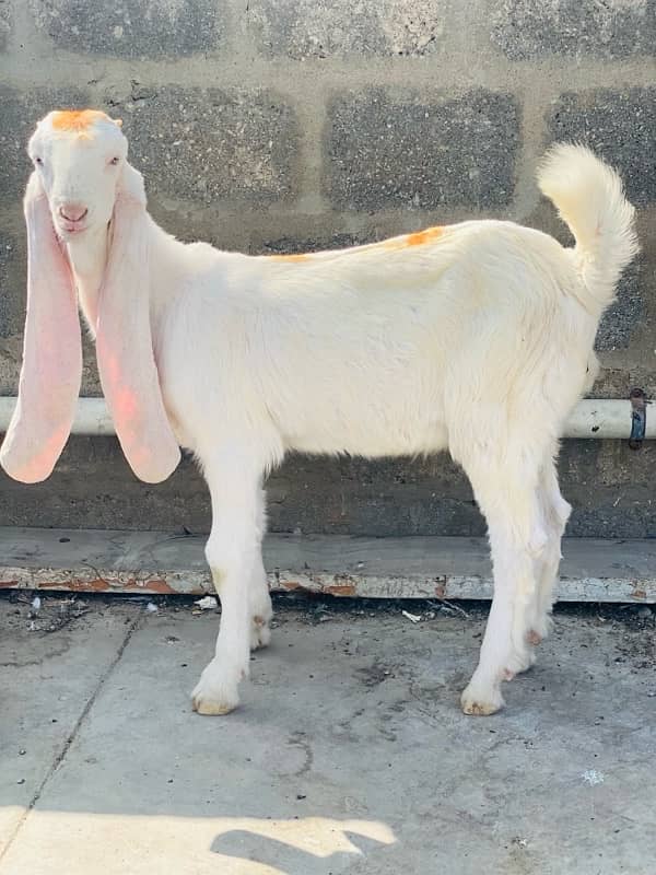 MASHALLAH GULABI PURE BACHA FOR SALE  PINK nose 3