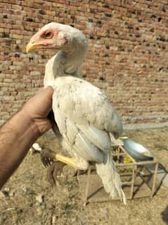 aseel chicks or aseel hens for sale sab ky lag rate hy wtp 03197466703