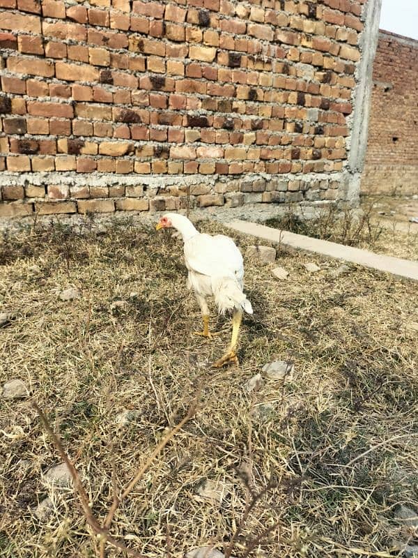 aseel chicks or aseel hens for sale sab ky lag rate hy wtp 03197466703 2