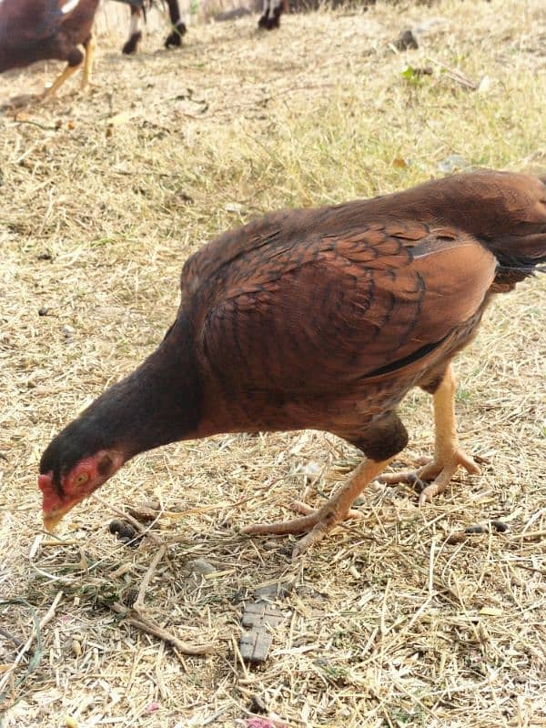 aseel chicks or aseel hens for sale sab ky lag rate hy wtp 03197466703 6