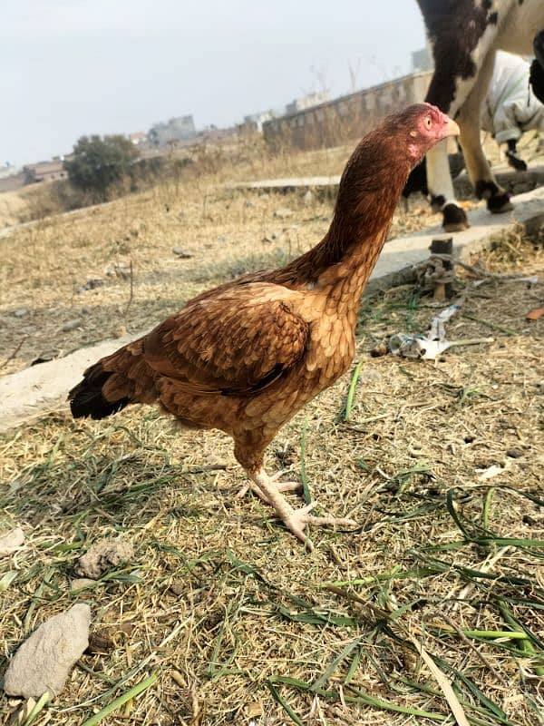 aseel chicks or aseel hens for sale sab ky lag rate hy wtp 03197466703 7