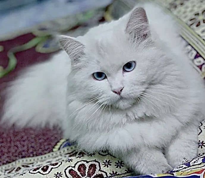 Persian cat triple coat 0