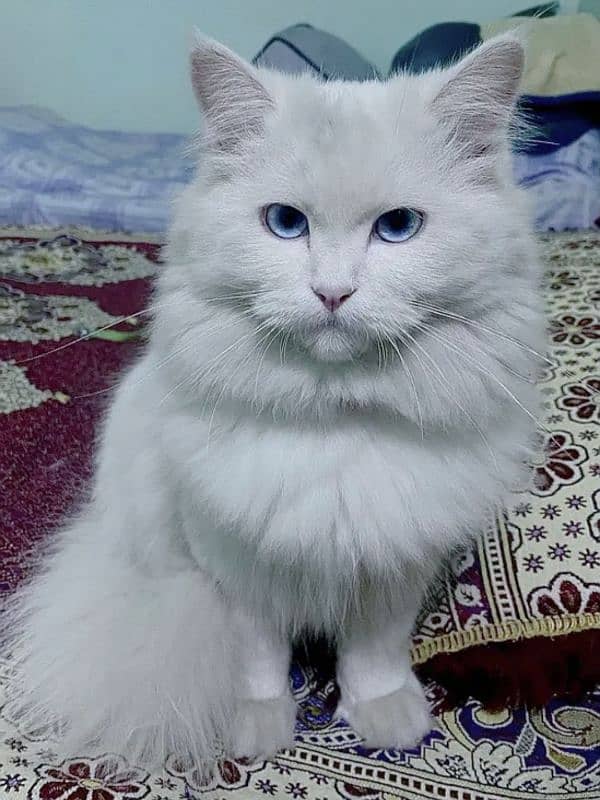 Persian cat triple coat 1