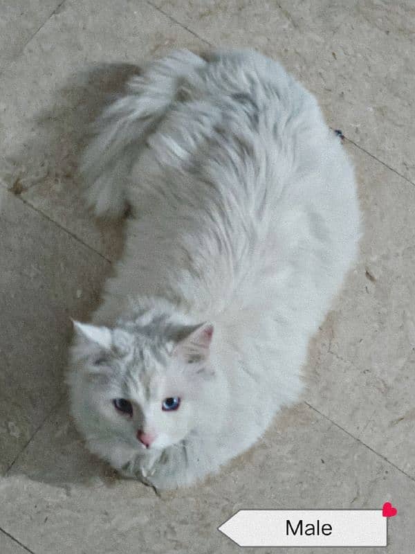 Persian cat triple coat 4