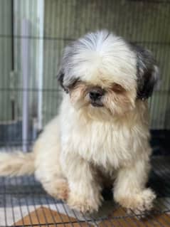 pedigree shihtzu male available for farm house's