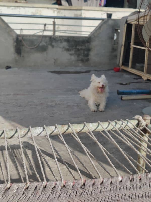 Poodle Male Fully Active 1