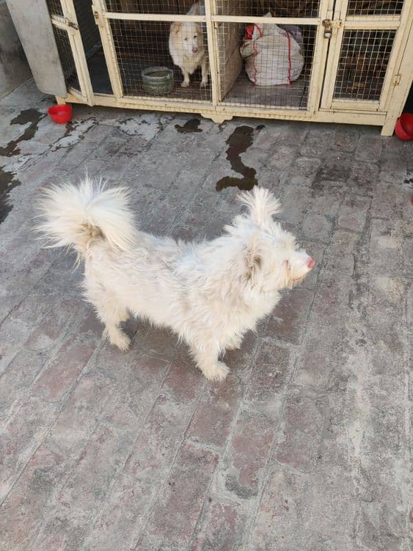 Poodle Male Fully Active 2