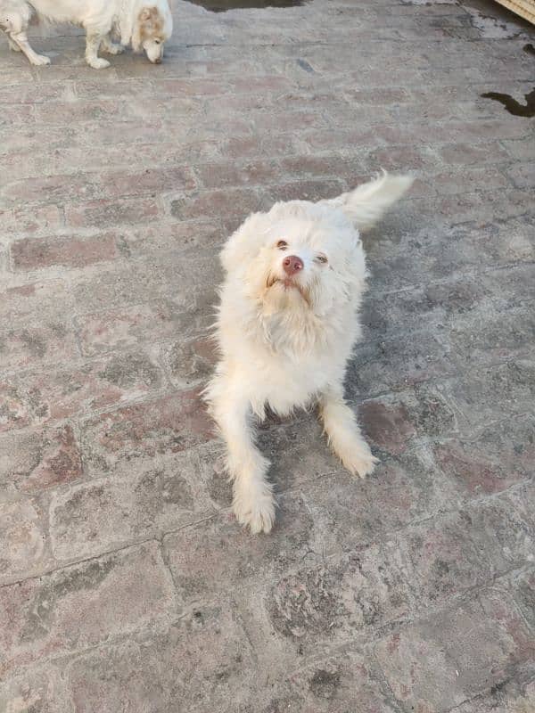 Poodle Male Fully Active 4