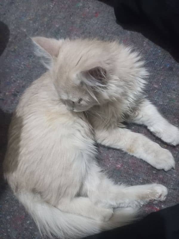 Persian cat for sale 9