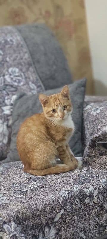 Persian Male Kitten ( Fully Litter Trained ) 3