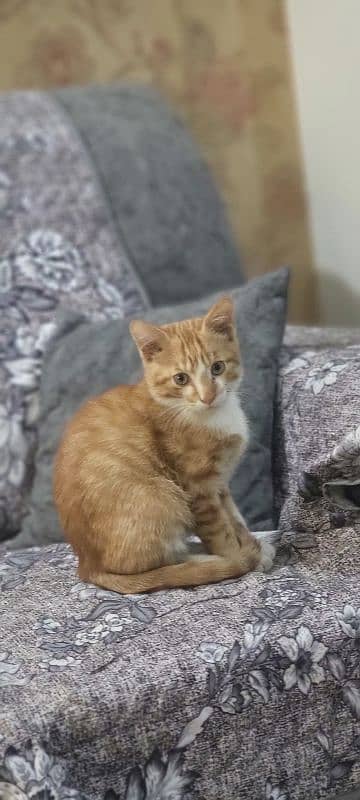 Persian Male Kitten ( Fully Litter Trained ) 5