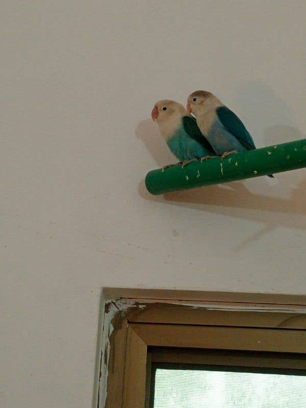 love birds 0