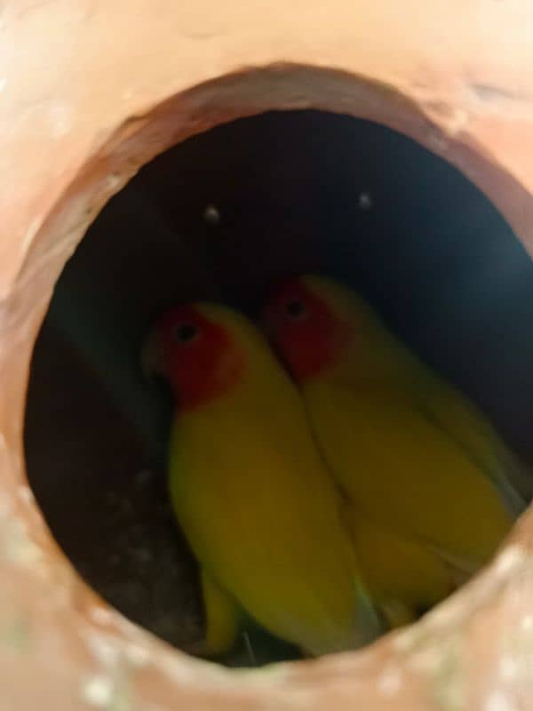 love birds 1