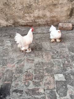 bantam chickens