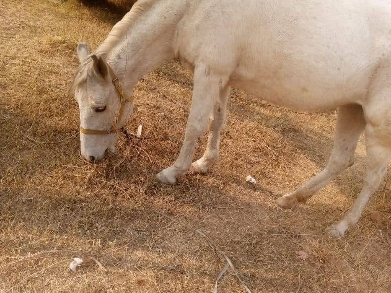 chambali female horse for sale 1