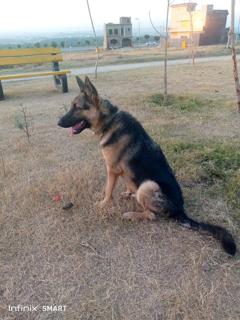 German Shepherd | Double Coat German | GSD| Dog for Sale 3