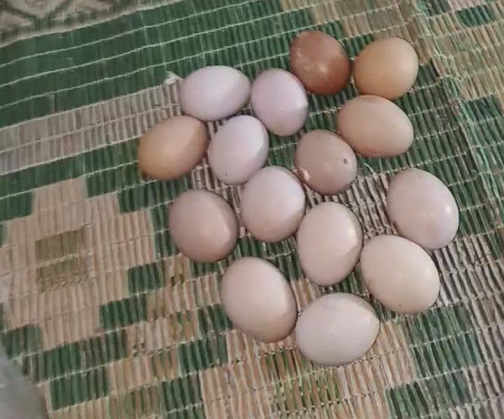 lohman brown |lohman brown hen | lohman murghi | eggs laying hens |egg 2