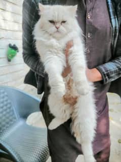 Punch face (pure) persian cat