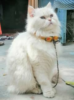 Punch face (pure) persian cat