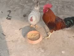 Desi hen for sale