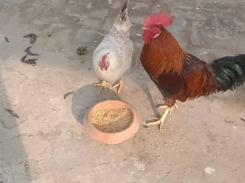 Desi hen for sale 0