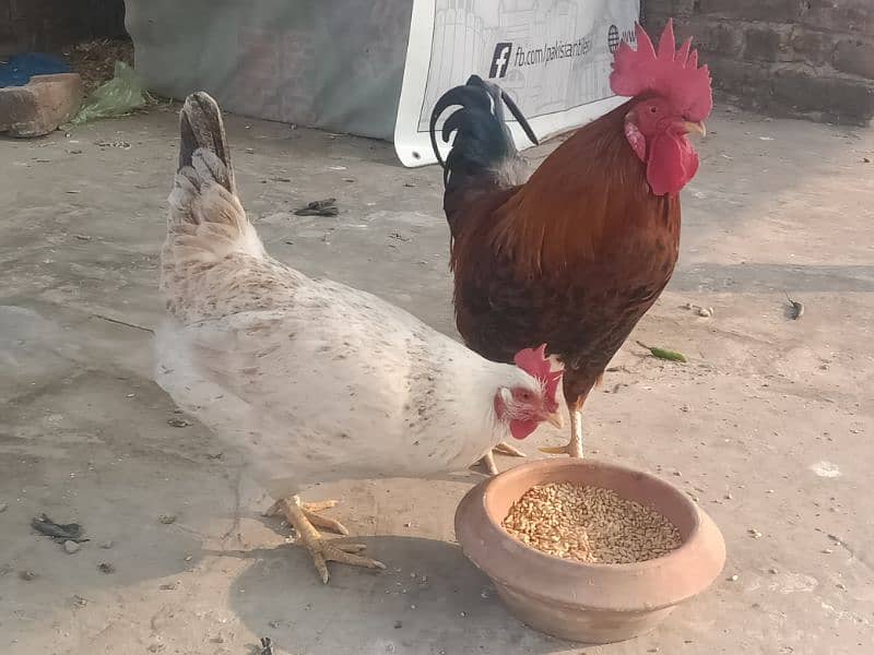 Desi hen for sale 1