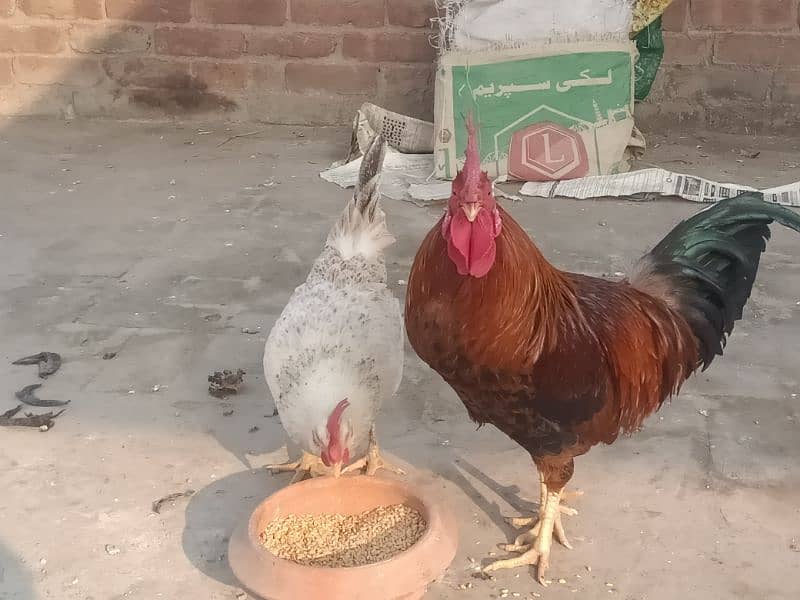 Desi hen for sale 2