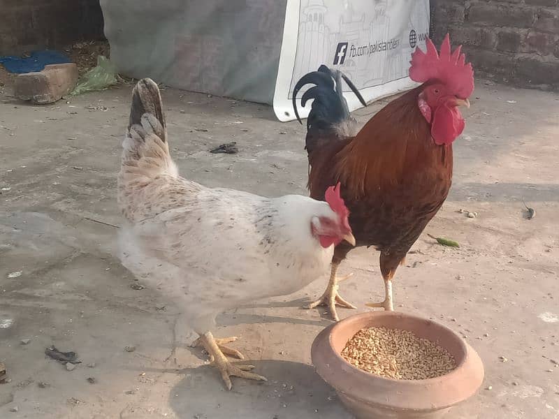 Desi hen for sale 3