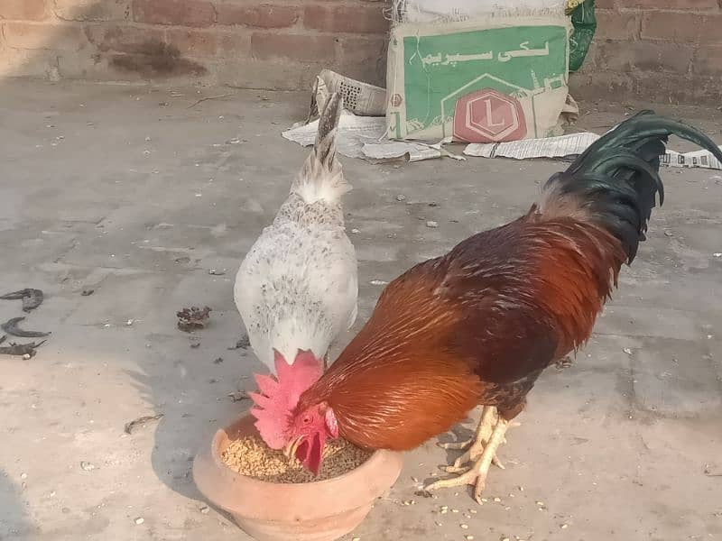 Desi hen for sale 4