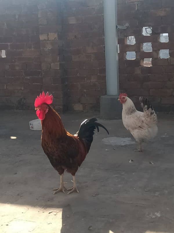 Desi hen for sale 5