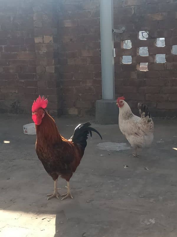 Desi hen for sale 6