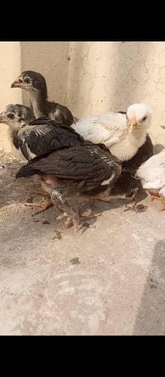 7 Aseel chicks 15 to 20 days