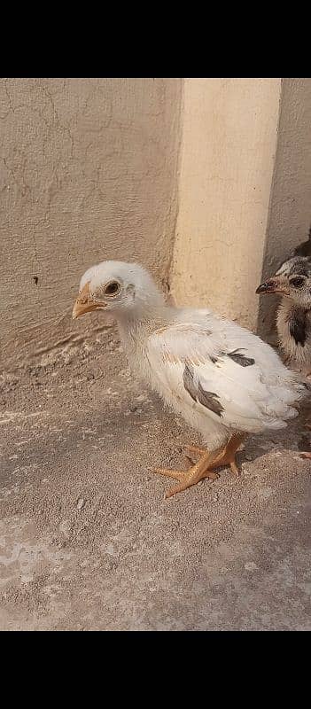 7 Aseel chicks 15 to 20 days 1