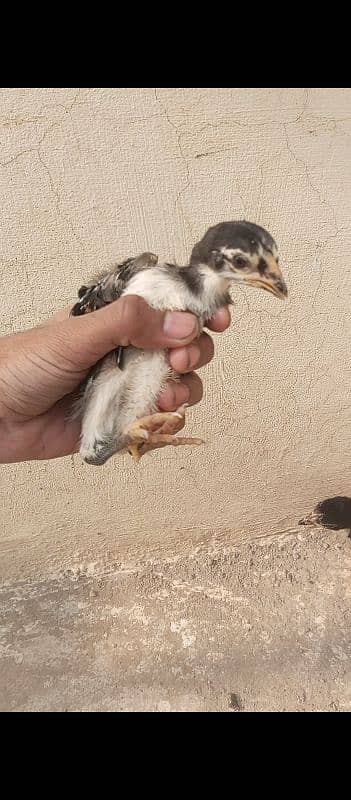 7 Aseel chicks 15 to 20 days 2