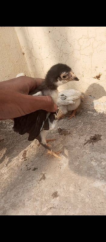 7 Aseel chicks 15 to 20 days 3