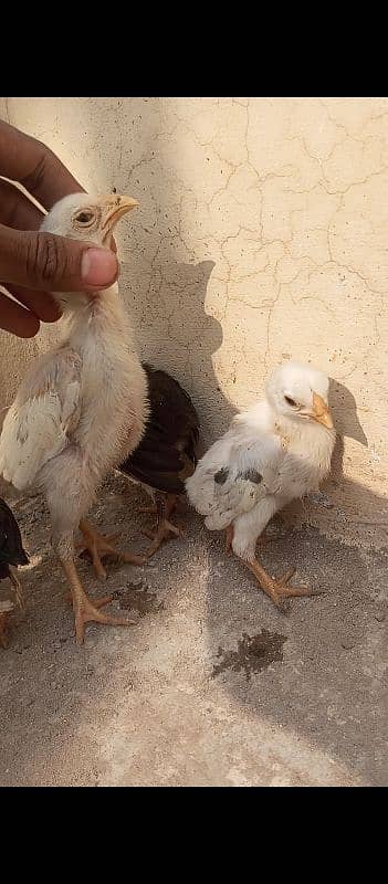 7 Aseel chicks 15 to 20 days 5