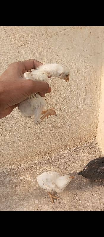 7 Aseel chicks 15 to 20 days 7