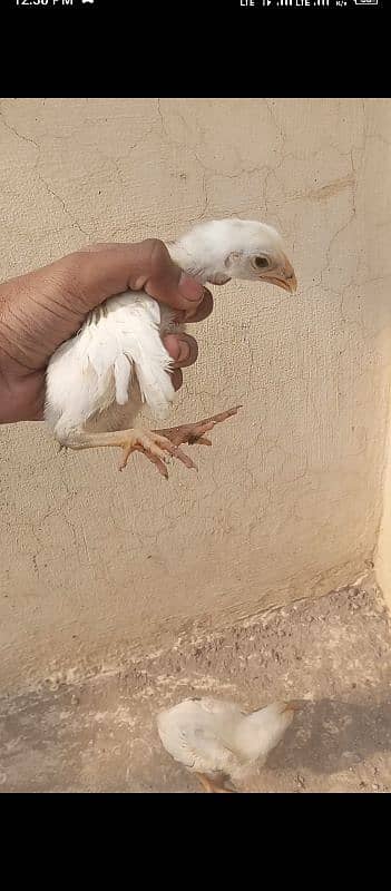 7 Aseel chicks 15 to 20 days 8