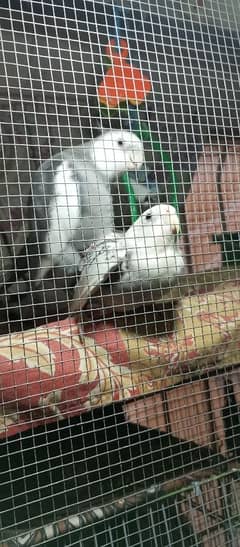 cockatiel pair