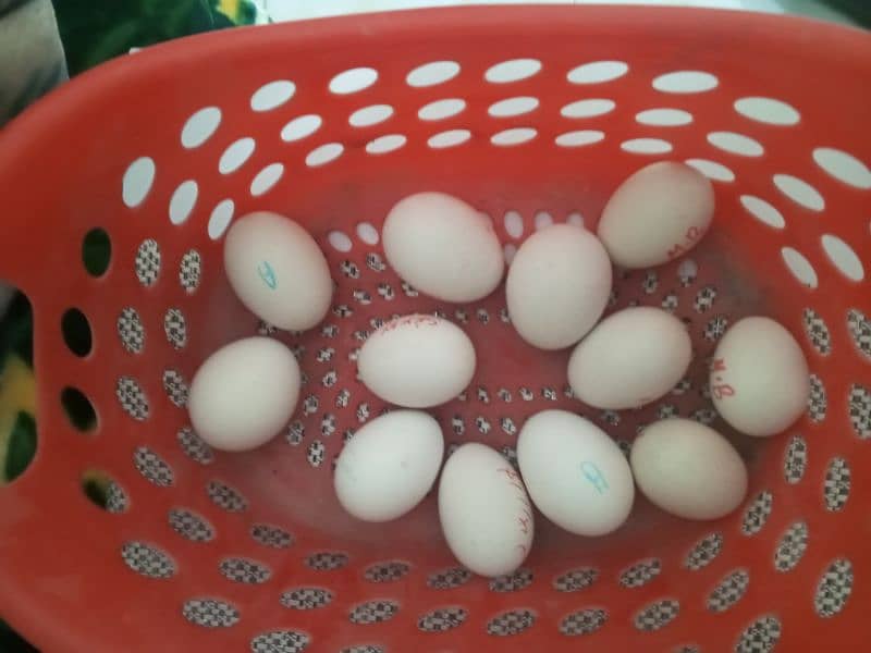 Silky,bantum,aseel fertile eggs for sale 0