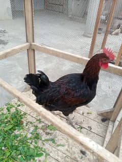 desi cock sale