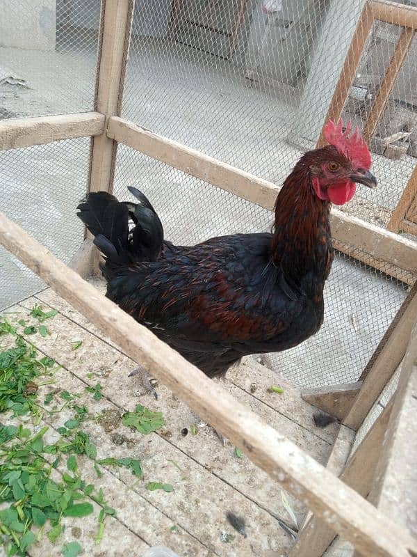 desi cock sale 1