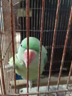 Raw parrot avaible for sale