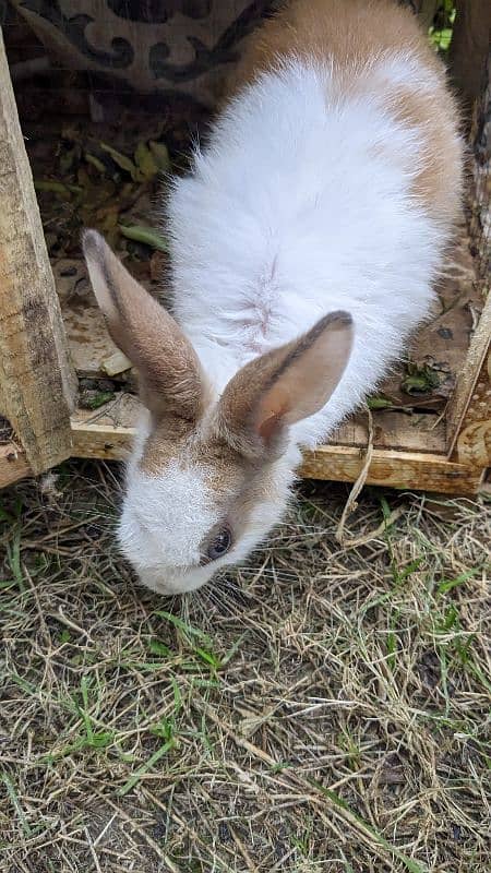 rabbit with cage 1