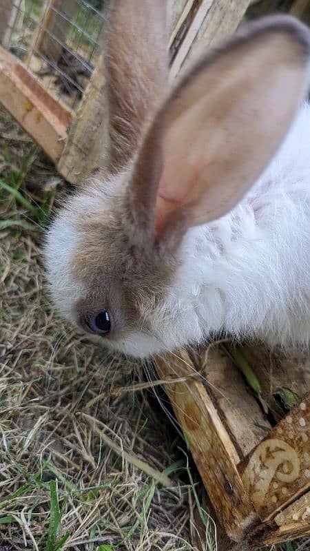 rabbit with cage 2