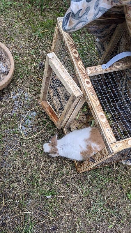 rabbit with cage 3