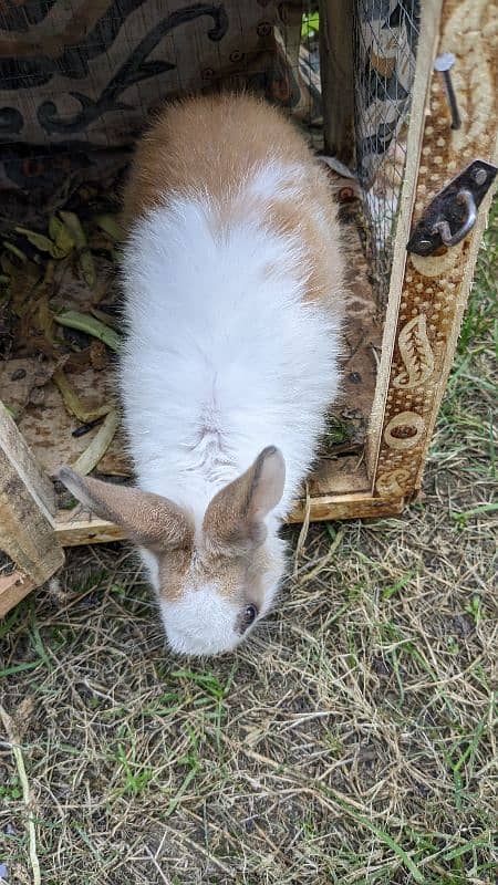 rabbit with cage 4