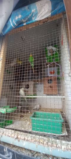 breeder parrots available &children available no: 03004127158