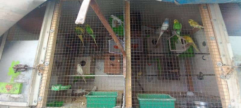 breeder parrots available &children available no: 03004127158 2